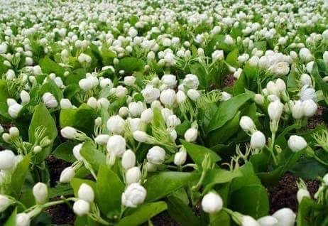 अनुसुचित जमातीच्या शेतकरी वर्गासाठी मोगरा शितगृह युनीटचे होणार वाटप