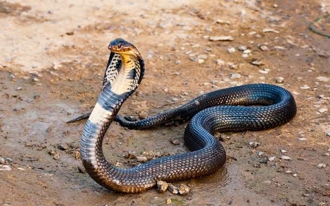 धक्कादायक : पैसे कमी दिल्याने सर्पमित्राने सोडून दिला विषारी नाग (व्हिडिओ)