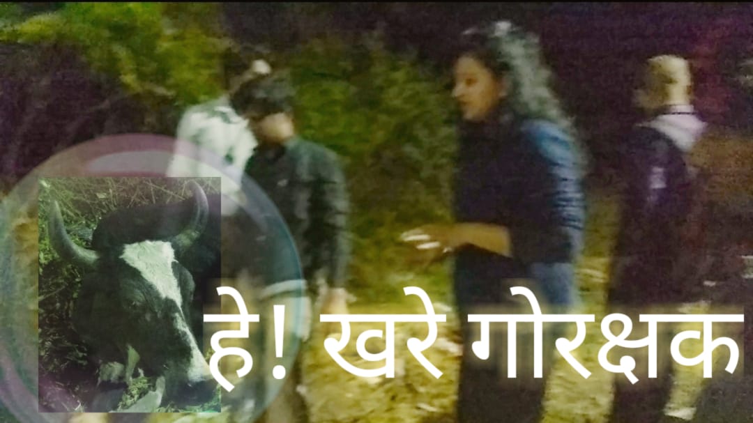 जखमी गाईला वाचवणारे हे, खरे गो-रक्षक (व्हिडीओ)