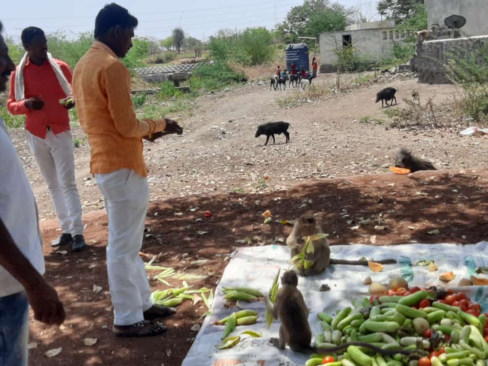 Lockdown : माकडांची उपासमार टाळण्यासाठी मराठवाडा जनविकास संघाने उचलला माकडांच्या खाद्याचा भार