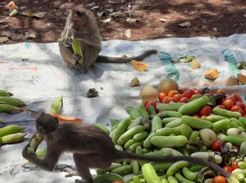 Lockdown : माकडांची उपासमार टाळण्यासाठी मराठवाडा जनविकास संघाने उचलला माकडांच्या खाद्याचा भार