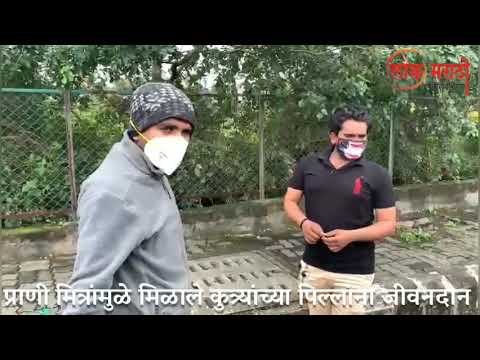 वाईल्ड अनिमल्स अँड स्नेक प्रोटेक्शन सोसायटीमुळे मिळाले कुत्र्याच्या पिल्लांना जीवनदान