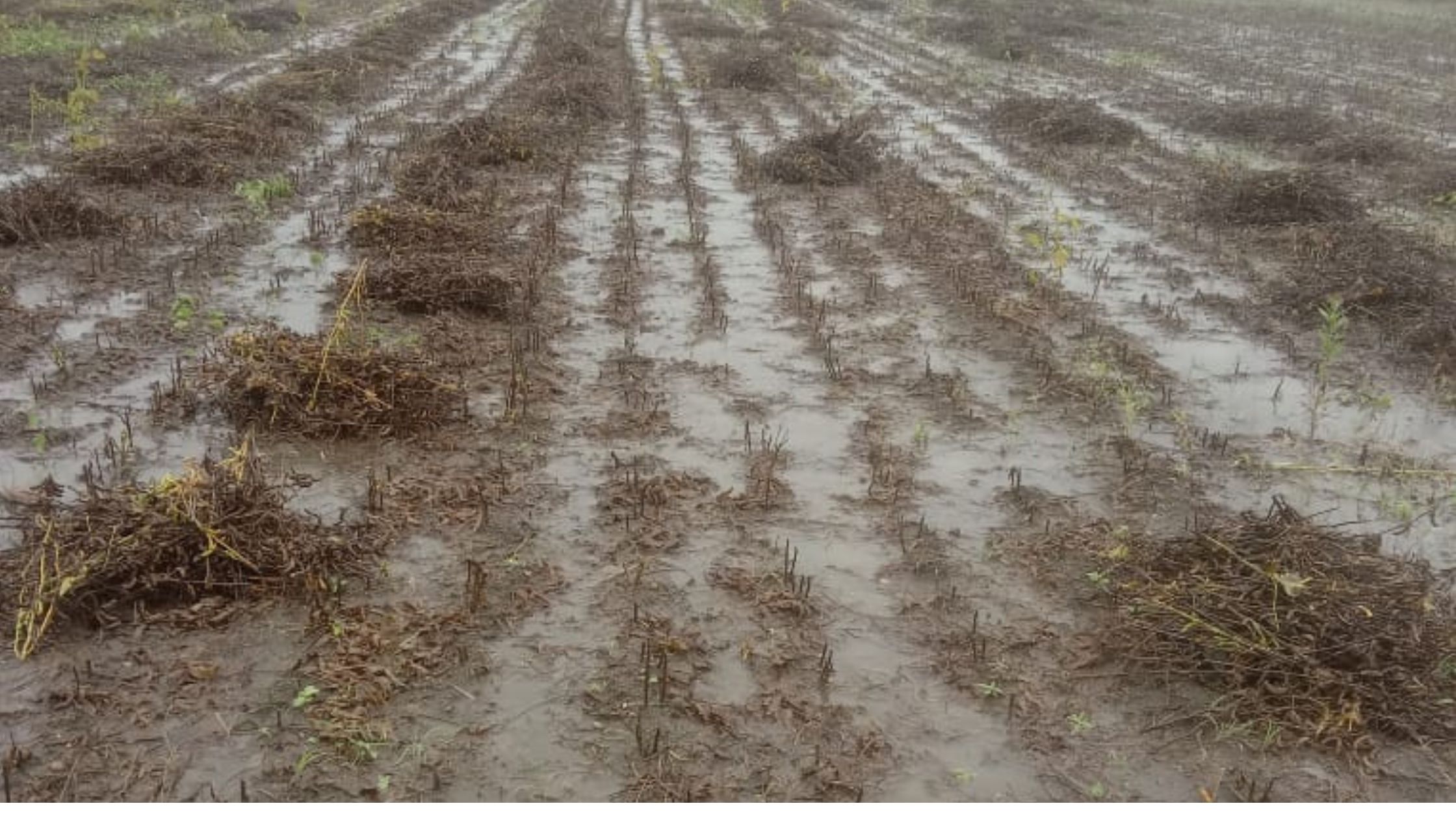 परतीच्या पावसामुळे खडकी सदार येथे सोयाबीन पिकाचे नुकसान |शेतकरी हवालदिल; मदतीची मागणी