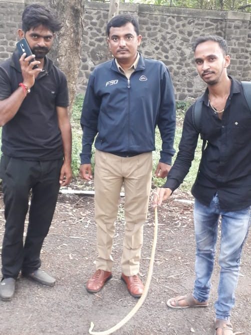 दिघीत आढळला दुर्मीळ पांढरा तस्कर साप (व्हिडीओ)