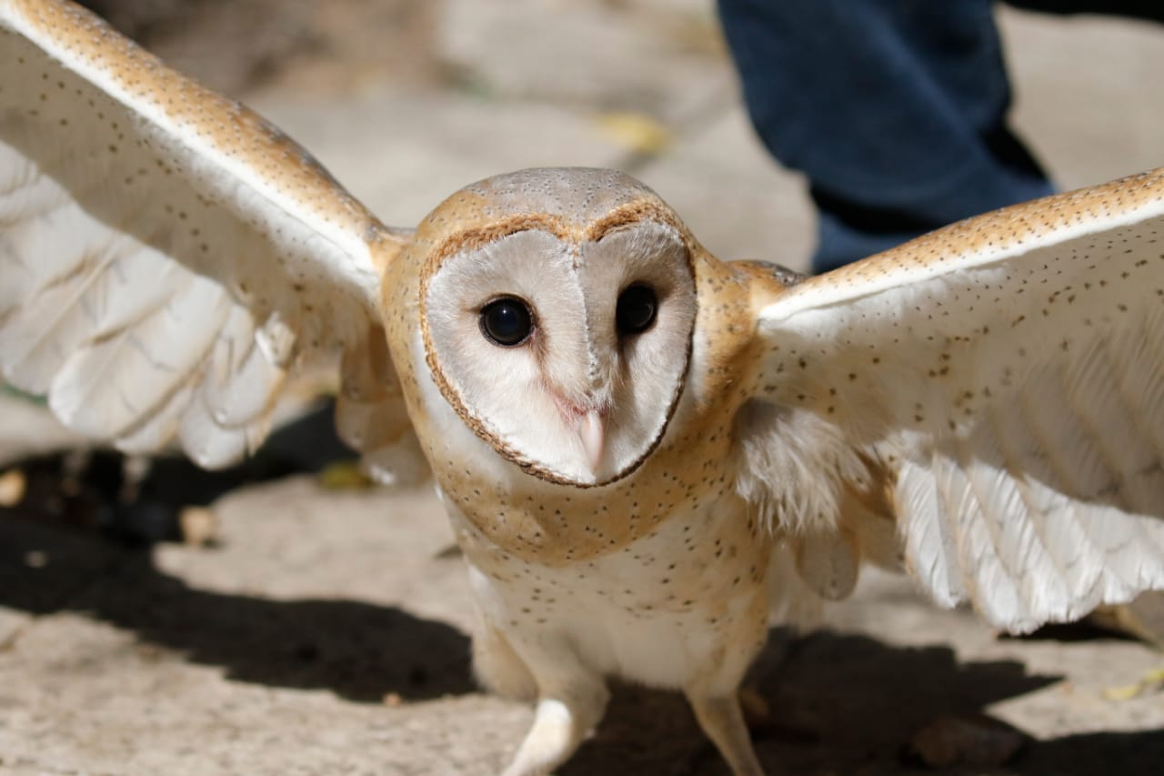 लाईफ प्रोटेक्शन अॅण्ड कन्जर्व्हेशन ट्रस्टने दिले घुबडाला जीवनदान