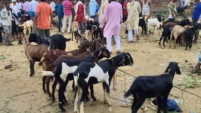 कुर्बानी मागची आर्थिक उलाढाल