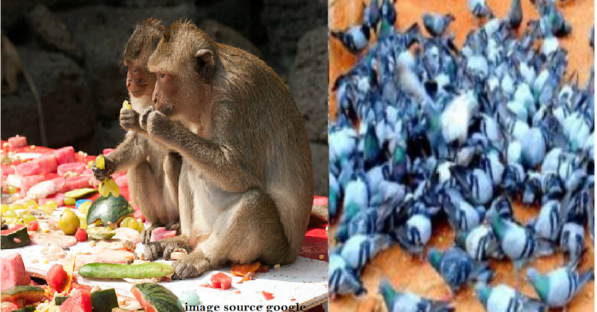 पुण्य करताना पाप होतंय – महापाप