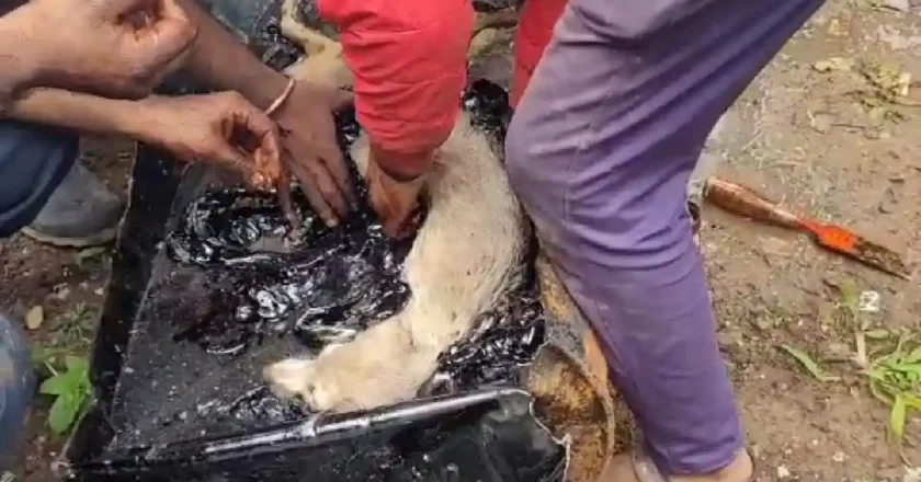 अग्निशमन दल व वाईल्ड एनिमल्स स्नेक्स प्रोटेक्शन सोसायटीने दिले कुत्र्यांना जीवनदान