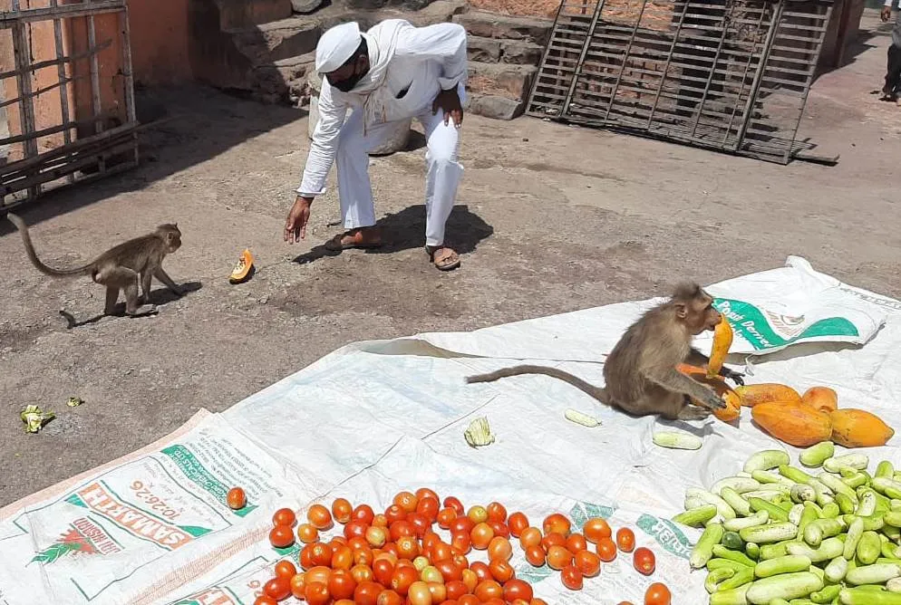 Lockdown : माकडांची उपासमार टाळण्यासाठी मराठवाडा जनविकास संघाने उचलला माकडांच्या खाद्याचा भार