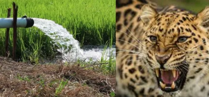 बिबट्याच्या पार्श्वभूमीवर शेतीसाठी दिवसा वीज? बिबट्याच्या पार्श्वभूमीवर शेतीसाठी दिवसा वीज?