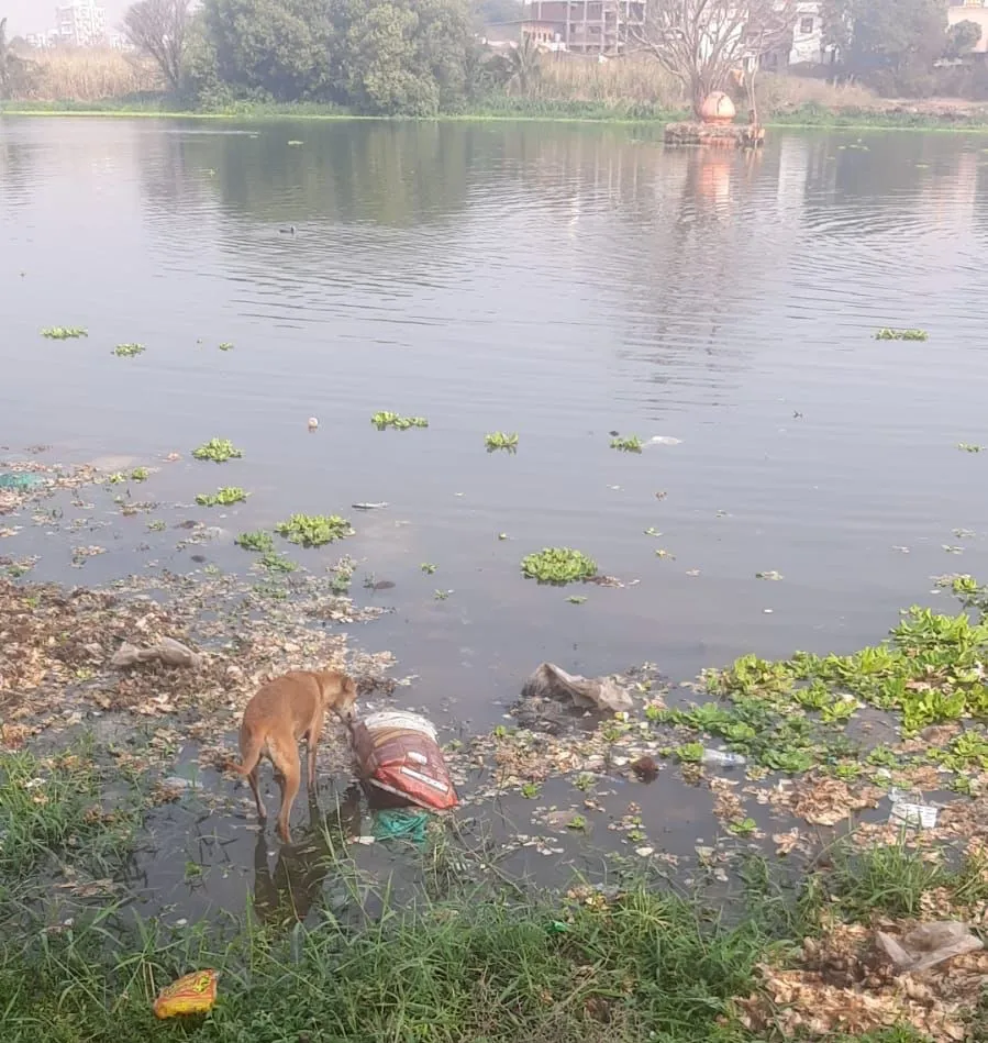 रावेत जलउपसा केंद्राजवळील नदीपात्रात मृत जनावरे ; नागरीकांचे आरोग्य धोक्यात | थेरगाव सोशल फाऊंडेशनचा आंदोलनाचा ईशारा रावेत जलउपसा केंद्राजवळील नदीपात्रात मृत जनावरे ; नागरीकांचे आरोग्य धोक्यात | थेरगाव सोशल फाऊंडेशनचा आंदोलनाचा ईशारा
